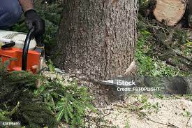 Best Tree Trimming and Pruning  in Weaver, AL